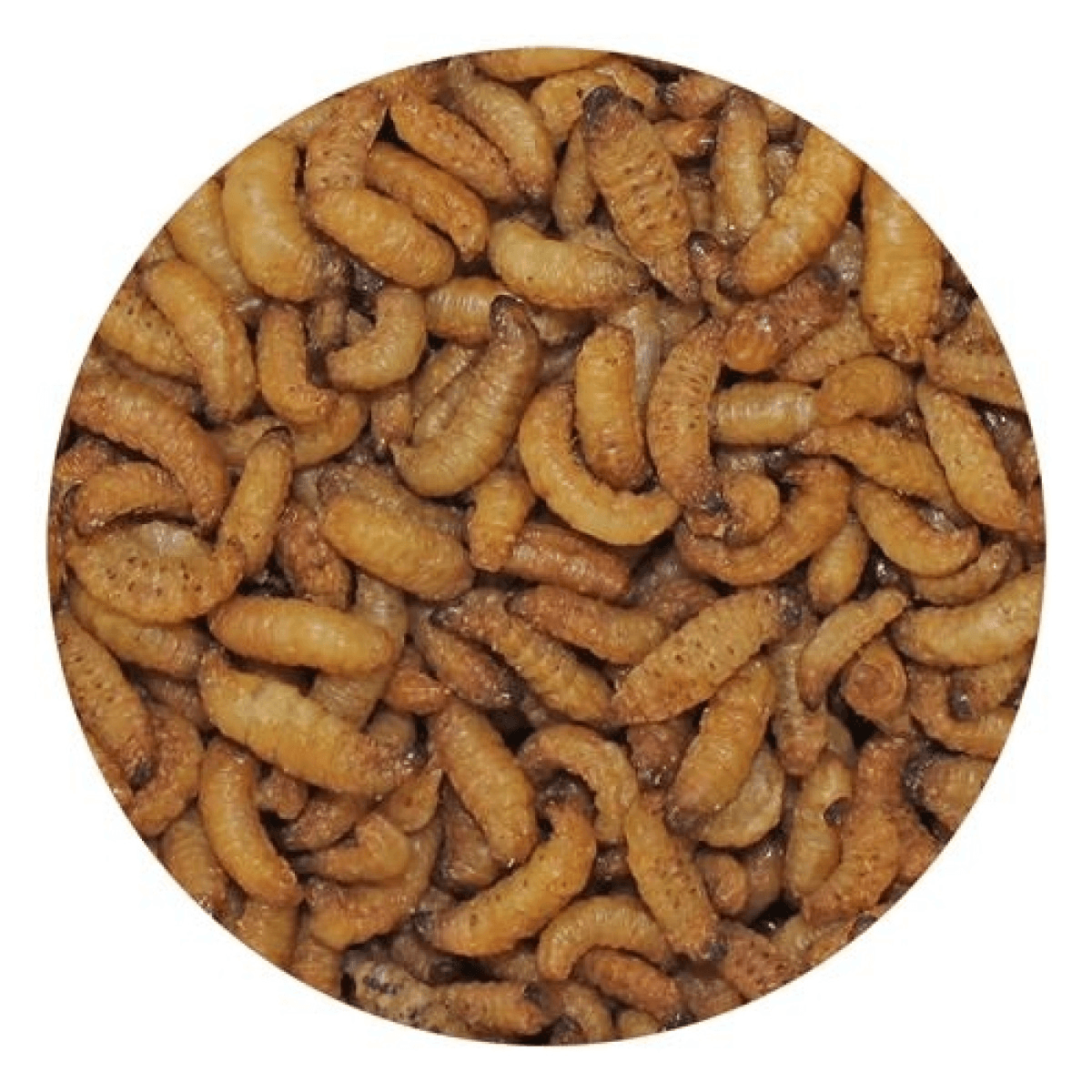 exoticnutrition-Wax Snax Dried Wax Worms1.png